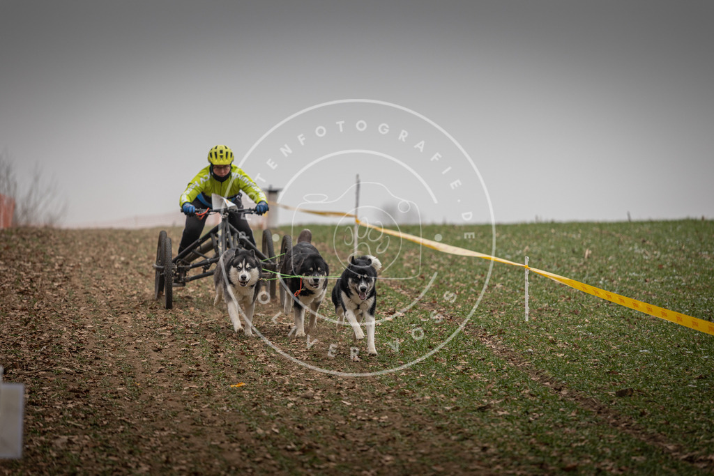 Pfotenfotografie_DV3A4621 | Hundefotografie, Tierfotograf, Pfotenfotografie, Fotoshooting Hund, Hunde Portrait, Hundesport, Hundeportraits, Heideshooting, Hunde, Sportfotograf, Hundefotograf, Turnierhundsport, THS,  - Realisiert mit Pictrs.com