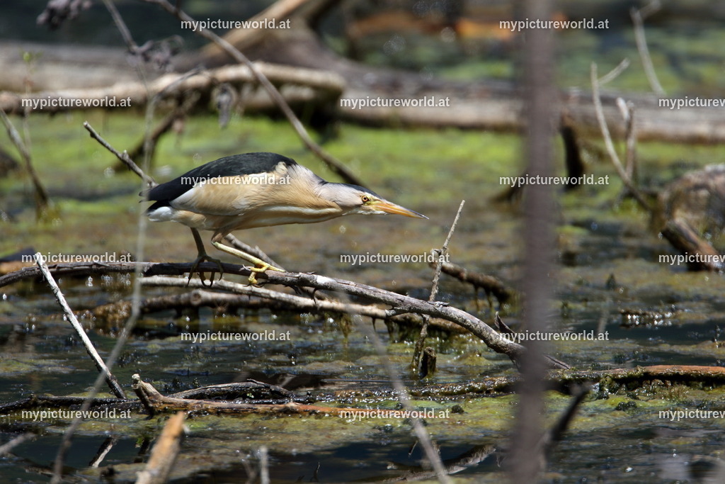 Zwergdommel-031 | Das Bilderarchiv über Tiere, Planzen und Landschaften. In der Bilddatenbank finden Sie ein große Auswahl an hochwertigen Bilder für Ihre Werbung - Realisiert mit Pictrs.com