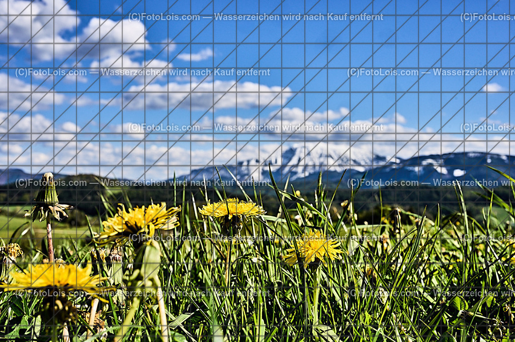 ALP4648_Ortbauer-Kraxenberg_weisser Oetscher | (C)FotoLois.com, Alois Spandl. Weißer ÖTSCHER im Frühling beim Ortbauer am Kraxenberg, Sa 27. April 2024.