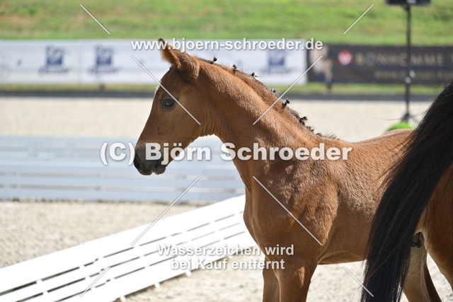 22_Nairobi de Muze - Campbell_935_9799 | Björn Schroeder Pferdefotografie