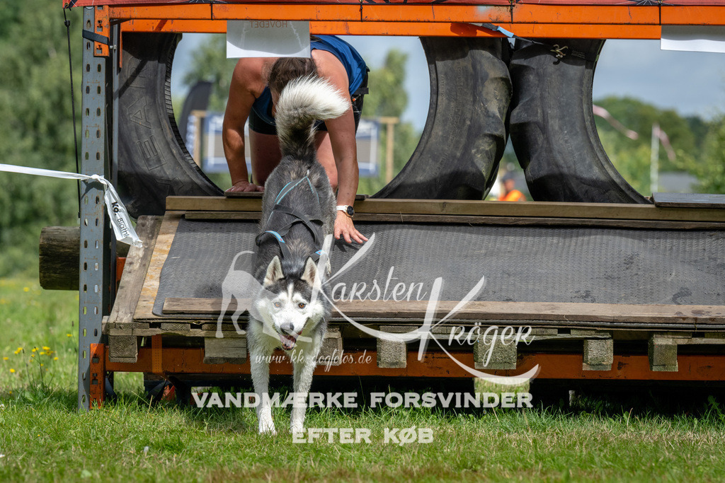 1147_ZZ92966 | kk-dogfotos