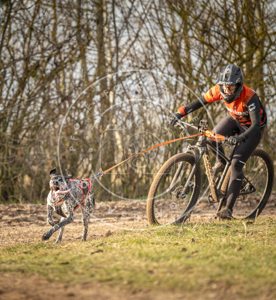Pfotenfotografie_DV3A7402 | Hundefotografie, Tierfotograf, Pfotenfotografie, Fotoshooting Hund, Hunde Portrait, Hundesport, Hundeportraits, Heideshooting, Hunde, Sportfotograf, Hundefotograf, Turnierhundsport, THS,  - Realisiert mit Pictrs.com