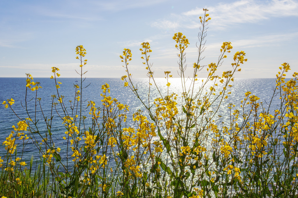 Wandbild: Frühlingsleuchten – Rapsblüte hoch über dem Meer | Die beruhigende Kraft der Natur eingefangen in einem harmonischen Motiv – dieses Wandbild zeigt die Rapsblüte an der Steilküste in Schönhagen. Die sanften Farben und die offene Landschaft schaffen eine entspannte und wohltuende Bildwirkung.  - Realisiert mit Pictrs.com