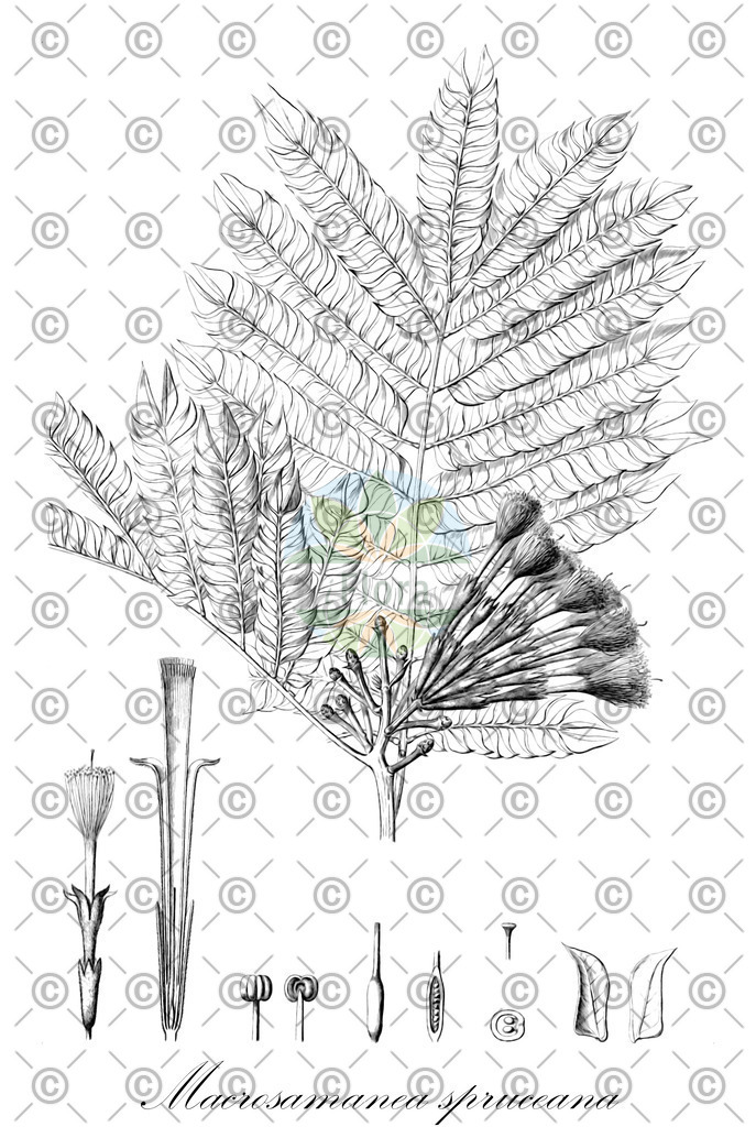 HistAbb_wfo-0000232682_1_ENZY_Simple | Historische Abbildung von Macrosamanea spruceana - Fabaceae | Historical Illustration of Macrosamanea spruceana - Fabaceae