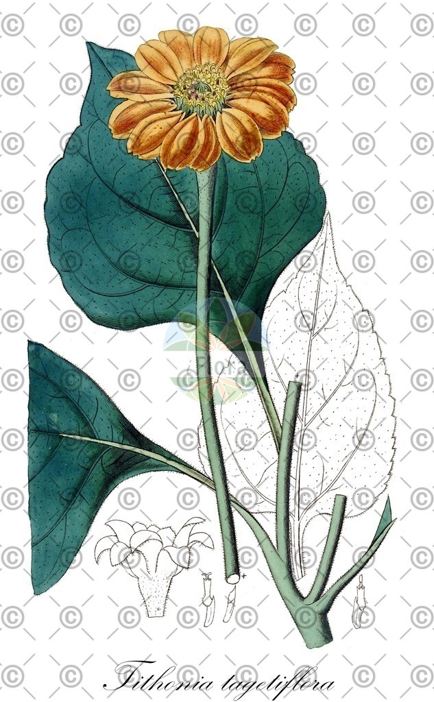HistAbb_wfo-0001039310_2_ENZY_Simple | Historische Abbildung von Tithonia tagetiflora - Asteraceae | Historical Illustration of Tithonia tagetiflora - Asteraceae