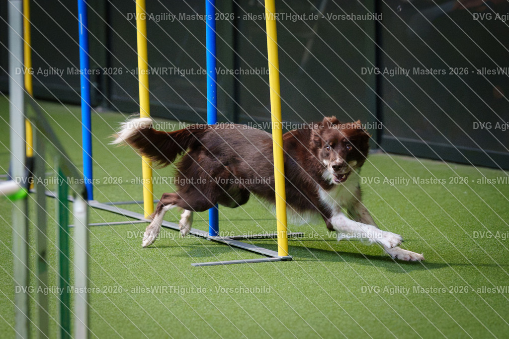 allesWIRTHgut_Tierfotografie-DVG_Agility_Masters_2026-09_25-7R501656 | Professionelle Tierfotografie in Mönchengladbach von Daniel Wirth (allesWIRTHgut). Liebevolle & natürliche Bilder von Hunden & Katzen für unvergessliche Erinnerungen.