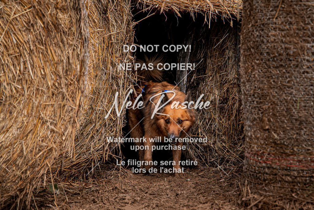 nelerasche_Hunsrück_So09-11_314 | nelerasche
