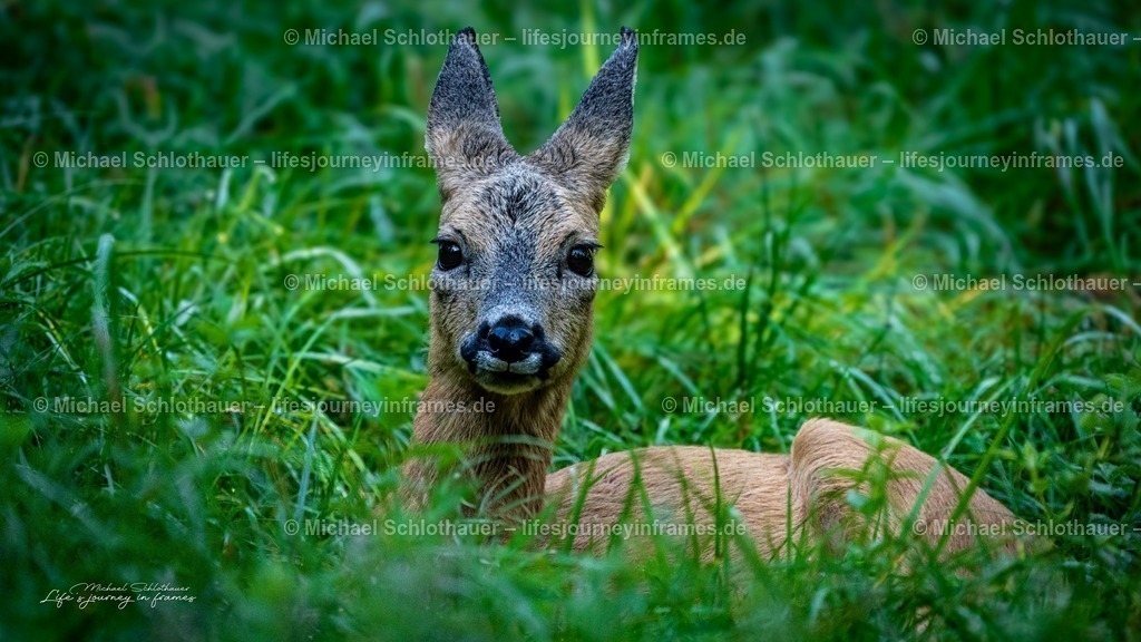 Ruhendes Reh im Gras | Ein junges Reh liegt im Gras und blickt direkt in die Kamera â€“ nahbarer, emotionaler Blickkontakt. - Realisiert mit Pictrs.com