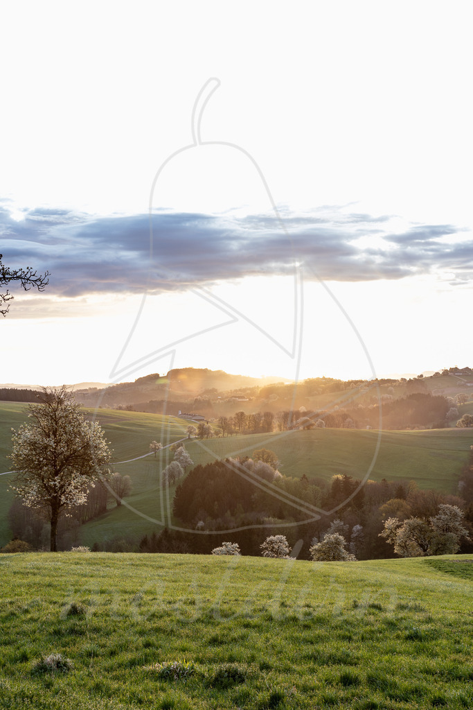 Birnbaumbluete_Mostviertel_2024_Mostdirn_Irmgard_Wieser-7997 | Ihre Fotografin im Lungau, ihre Fotografin im Mostviertel, Wandbilder Onlineshop, Imagefotos für Ihr Unternehmen,  - Realisiert mit Pictrs.com