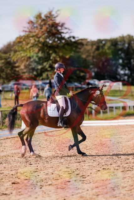 2026_10_03_Siefer-Hof_125505_Z81_43686509 | Professionelle Reitsport-, Turnier- und Eventfotografie von Robert Broda. Galerien mit ausgewählten und bearbeiteten Bildern direkt online ansehen und bestellen.