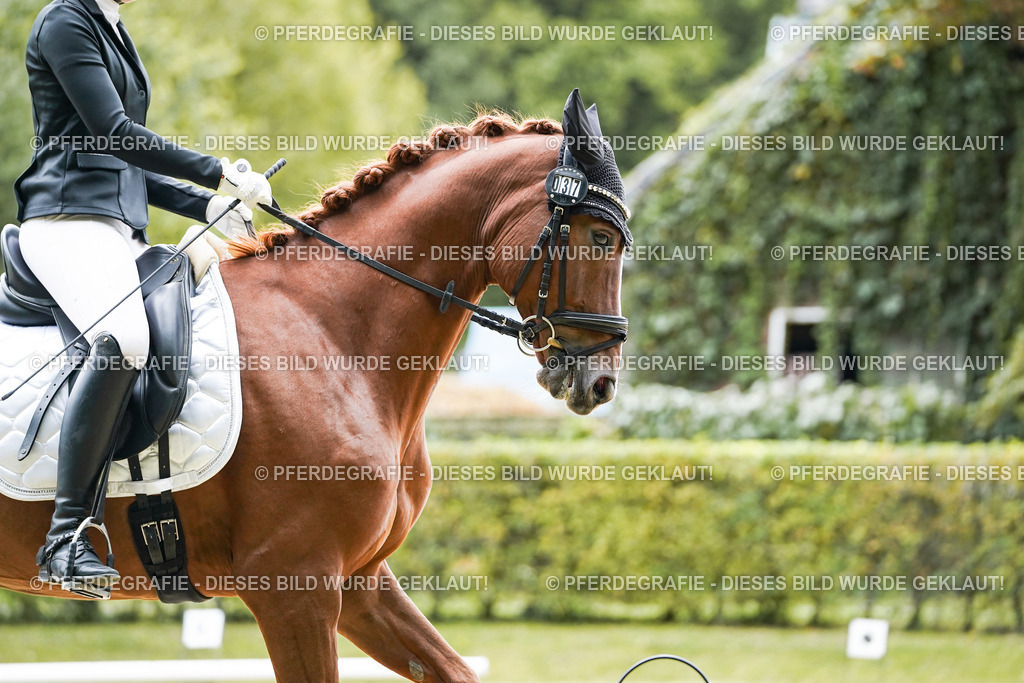 DSC07993 | Pferdegrafie