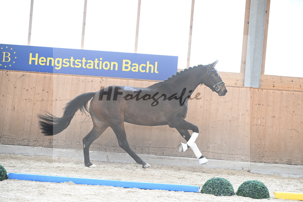 Kat-Nr. 67 Donaus Zupermaus v. Zuperman_Pollich_7241430 | hf-fotografie - Realisiert mit Pictrs.com