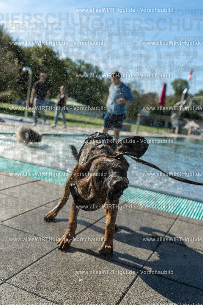 Hundeschwimmen_Volksbad_2026-allesWIRTHgut_Tierfotografie-2609061030-094052-7R508930 | Professionelle Tierfotografie in Mönchengladbach von Daniel Wirth (allesWIRTHgut). Liebevolle & natürliche Bilder von Hunden & Katzen für unvergessliche Erinnerungen.