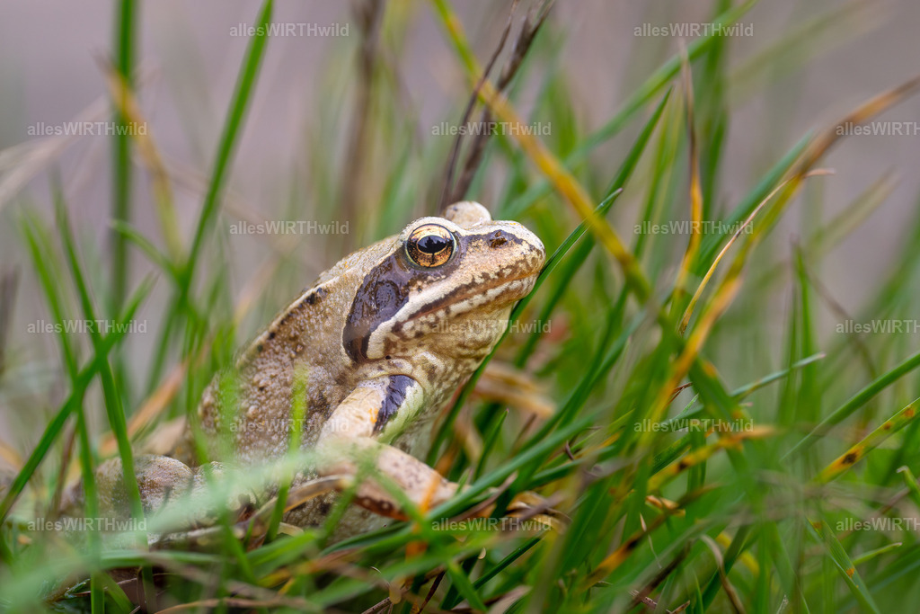 Küss mich - Nicht_ | Entdecke die faszinierende Welt der Natur- und Wildlife-Fotografie von Daniel und Bärbel. Inspirierende Bilder von wilden Tieren und kleinen Naturwundern.