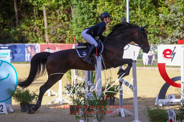 DKP42434 | Turniersportfotografie; Pferdefotografie; Dressurfotografie