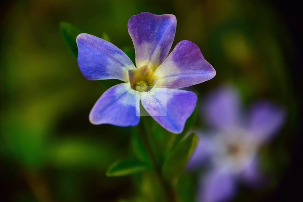 Makro - floral (27) | Buche Fotoshootings und entdecke hochwertige Fotoprodukte bei Mathias Ku Photos. Personalisiert, kreativ & mit Liebe zum Detail. Jetzt informieren! - Realisiert mit Pictrs.com