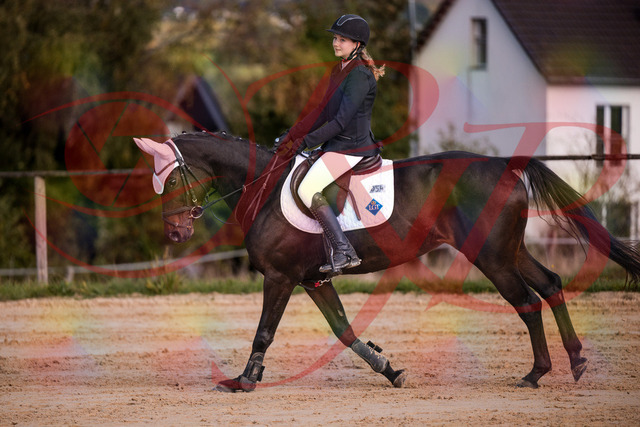 2026_10_03_Siefer-Hof_145929_Z81_41886265 | Professionelle Reitsport-, Turnier- und Eventfotografie von Robert Broda. Galerien mit ausgewählten und bearbeiteten Bildern direkt online ansehen und bestellen.