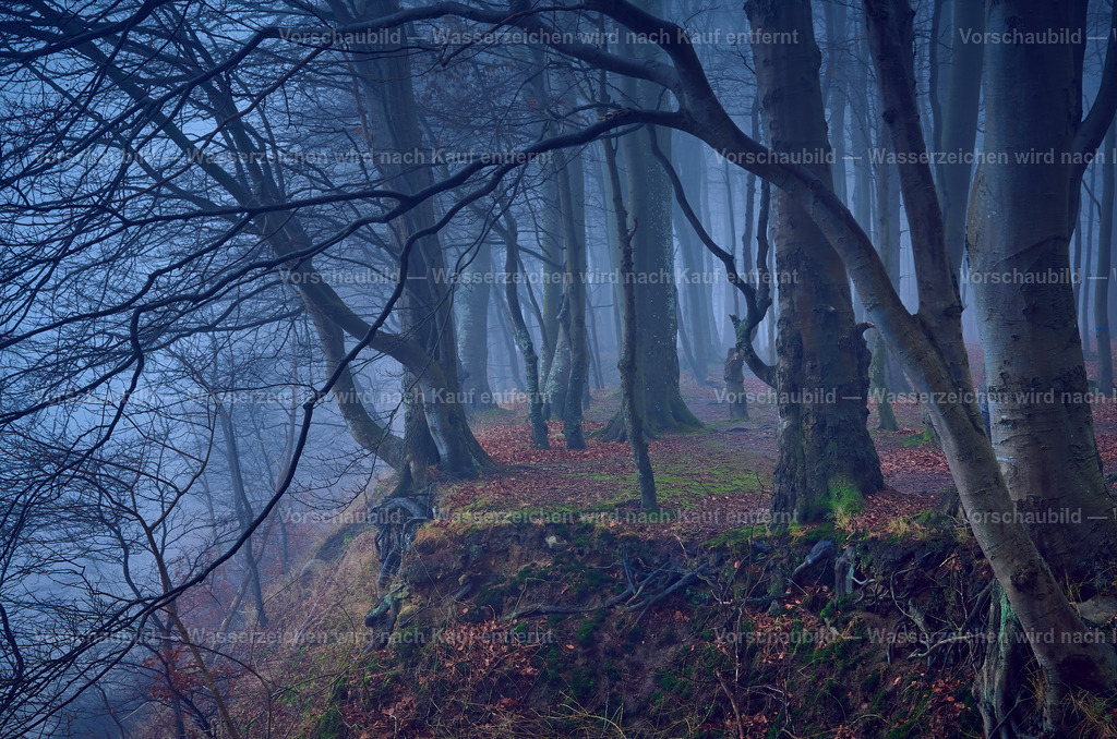 Mystischer Wald | Buchenwald im Nebel an der Ostseeküste - Realisiert mit Pictrs.com