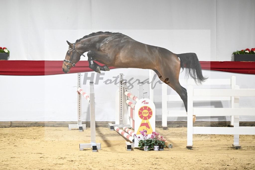 Kat-Nr. 33 v. Chacco-Blue_Sportpferde vom Hardthof_63220985 | hf-fotografie - Realizzato con Pictrs.com