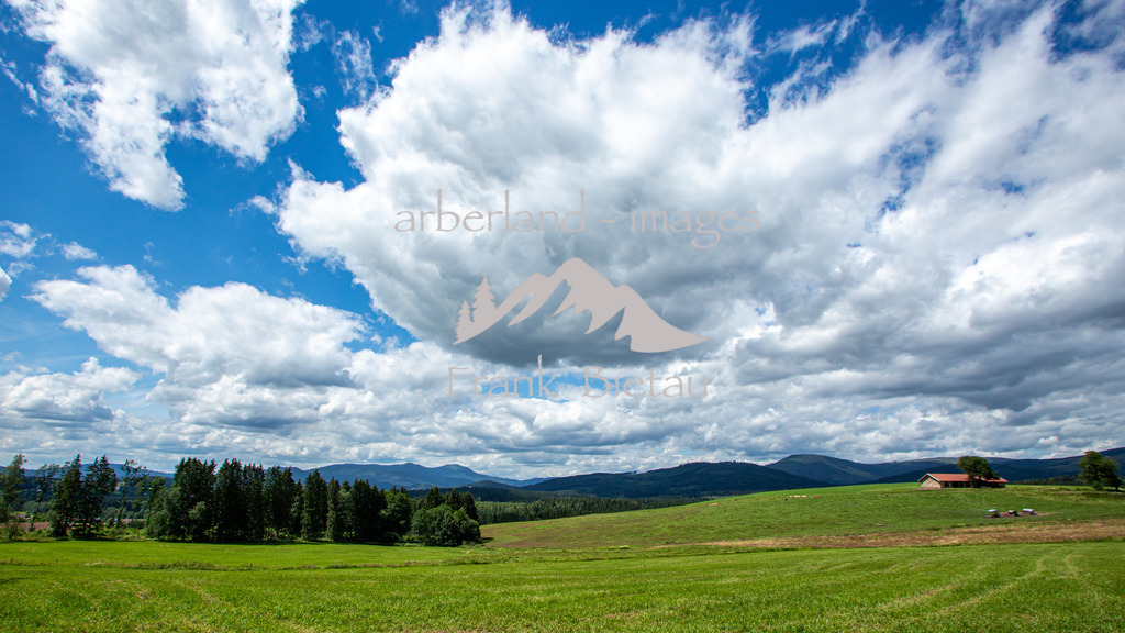 _Z5A2893 | Blick über Sommerwiesen im Bayerischen Wald