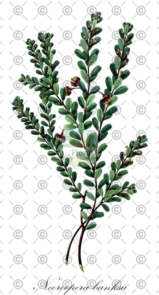 HistAbb_wfo-0000250446_1_ENZY_Simple | Historische Abbildung von Neoroepera banksii - Picrodendraceae | Historical Illustration of Neoroepera banksii - Picrodendraceae