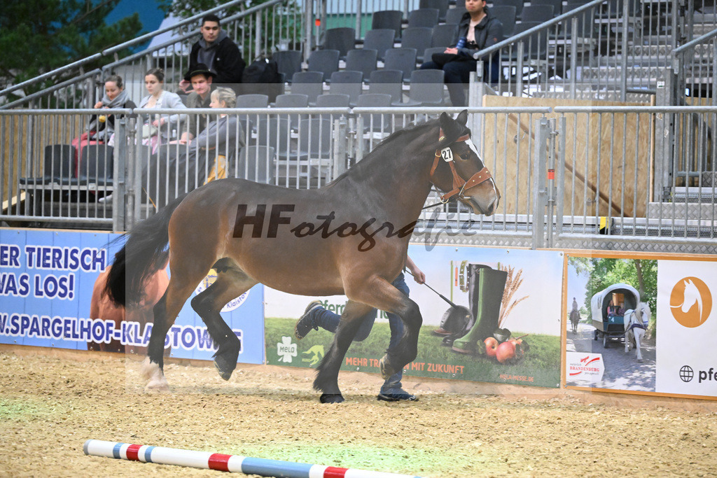 Kat-Nr. 27 Piaffe v. Retter_Furtner_1260403 | hf-fotografie - Realisiert mit Pictrs.com