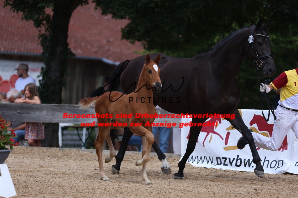 Fohlenschau_Schwäbisch_Hall_dressurbetonte_Fohlen_KN 4_4 | lmwpictures - Realisiert mit Pictrs.com