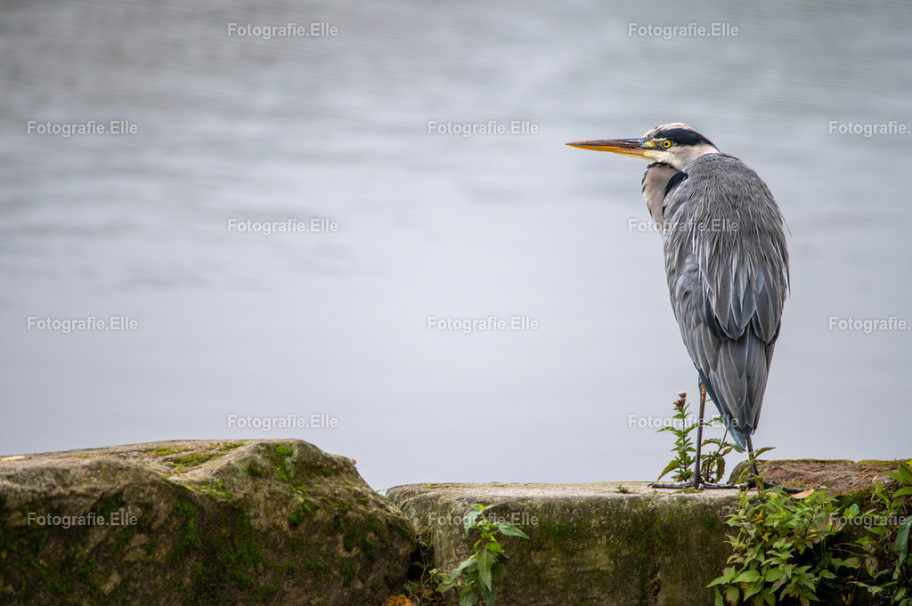 Z62_8878 | Fotografie Elle - Realisiert mit Pictrs.com