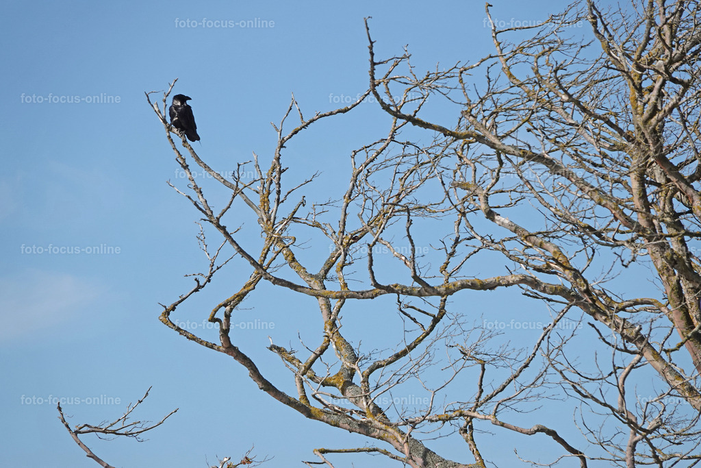 Windswept tree | west coast beach, Darß 
