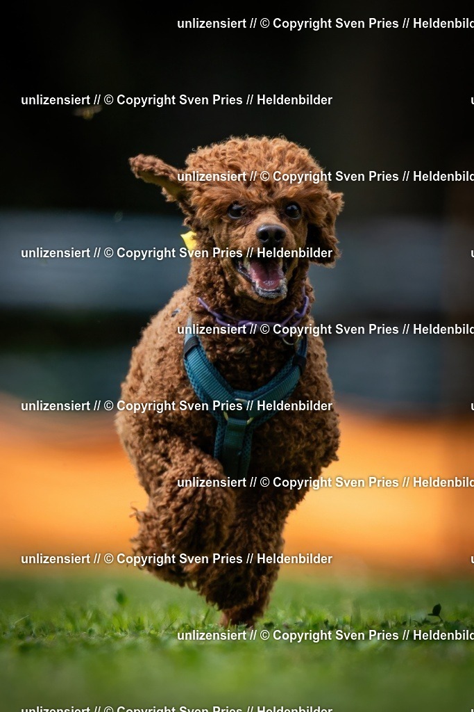 Sven Pries | 19. Allgemeines Hunderennen Karlsruhe Durlach - Realisiert mit Pictrs.com