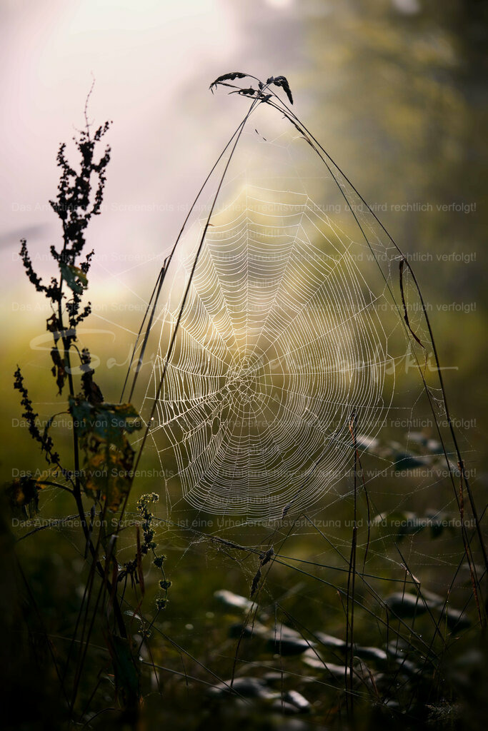 Wandbild Spinnen Kunstwerk | People- und Tierfotografie, Imageaufnahmen, Veranstaltungsfotografie und Wandbilder aus der Natur ★ Made in Germany ✔️ Druck + Downloads ✔️ Naturfotografie in Top Qualität ★ schneller Versand, weltweite Lieferung! - Realisiert mit Pictrs.com