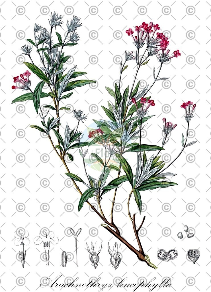 HistAbb_wfo-0000340560_1_ENZY_Simple | Historische Abbildung von Arachnothryx leucophylla - Rubiaceae | Historical Illustration of Arachnothryx leucophylla - Rubiaceae