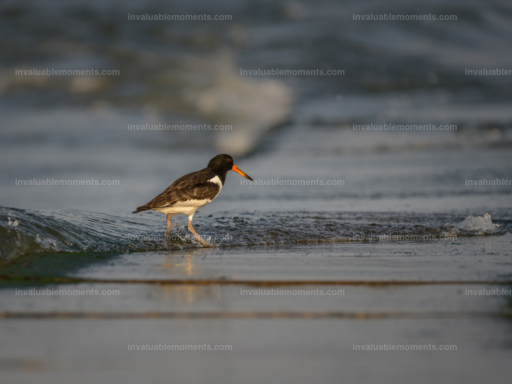 DSC_0593 | invaluablemoments.com - Realisiert mit Pictrs.com