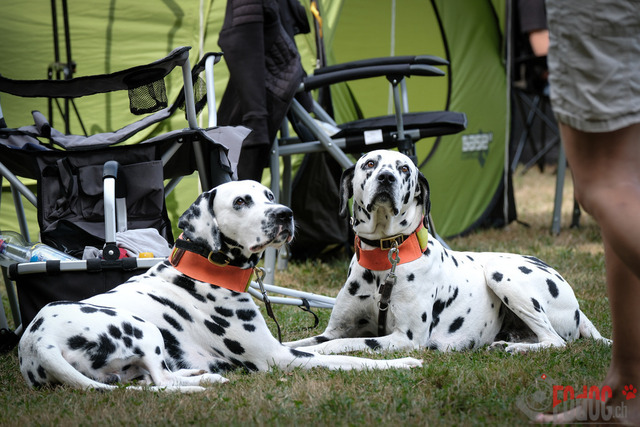 Dalmatiner DZGD CDF in Hilden | Dalmatiner, Regionalgruppenausstellung DZGD / CDF) in Hilden. Richterin Margrit Martegani.  in Hilden  04.09.2022 Foto: Leo Wyden