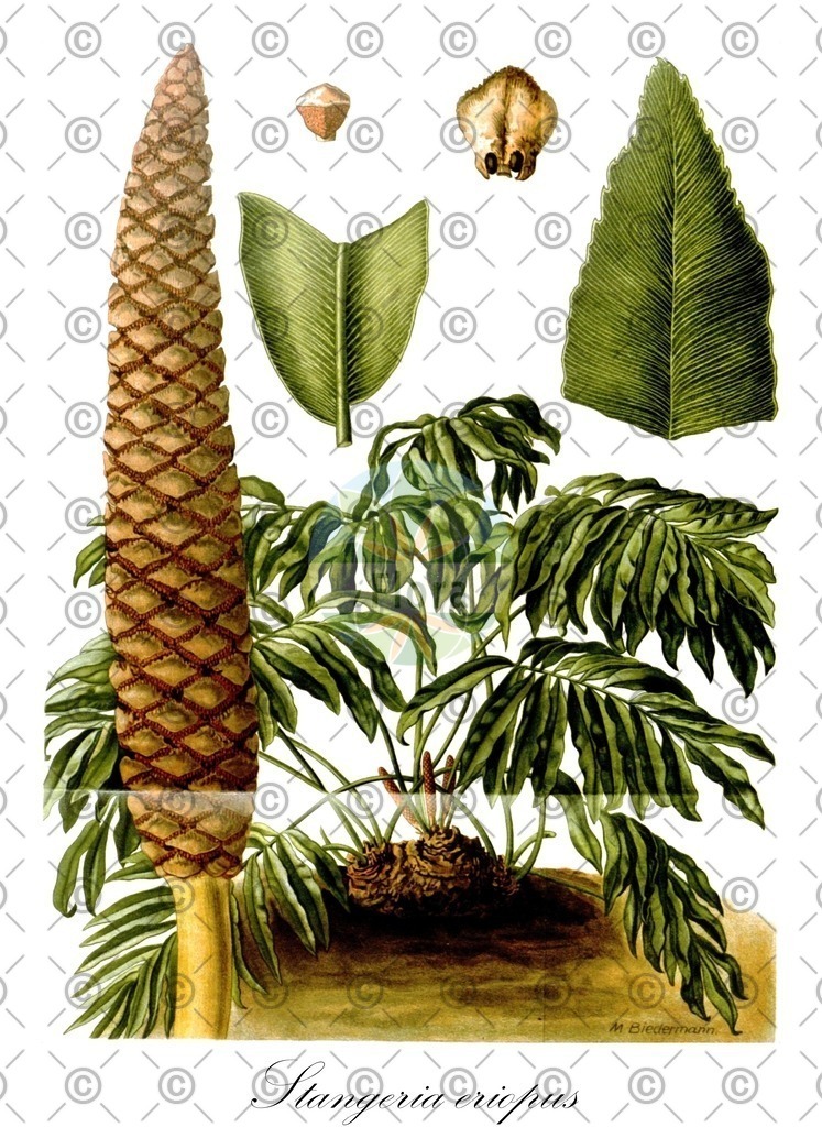 HistAbb_wfo-0000315126_1_ENZY_Simple | Historische Abbildung von Stangeria eriopus - Zamiaceae | Historical Illustration of Stangeria eriopus - Zamiaceae