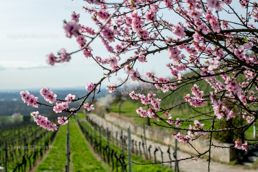Mandelbluete-Bergstrasse-Weinberge-Fruehling-hessische-bergstrasse-Bensheim-Heppenheim-Fotografie-Thomas_neu-4800 | Die Mandelblüte an der Hessischen Bergstraße gehört zu den schönsten Frühlingsmomenten der Region. Ein blühender Mandelbaum steht oberhalb der Weinberge zwischen Bensheim und Heppenheim und bietet einen weiten Blick über die Rebenlandschaft.  Die Kombination aus blühenden Mandelbäumen, Weinbergen und der sanften Landschaft der Bergstraße macht diese Szene zu einem typischen Motiv des Frühlings in Südhessen.,Bild: Thomas Neu