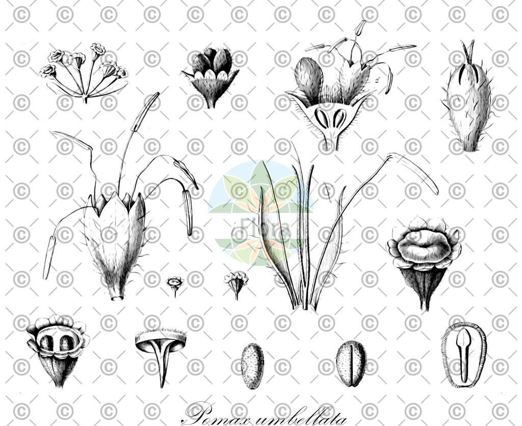 HistAbb_wfo-0001340931_1_ENZY_Simple | Historische Abbildung von Pomax umbellata - Rubiaceae | Historical Illustration of Pomax umbellata - Rubiaceae