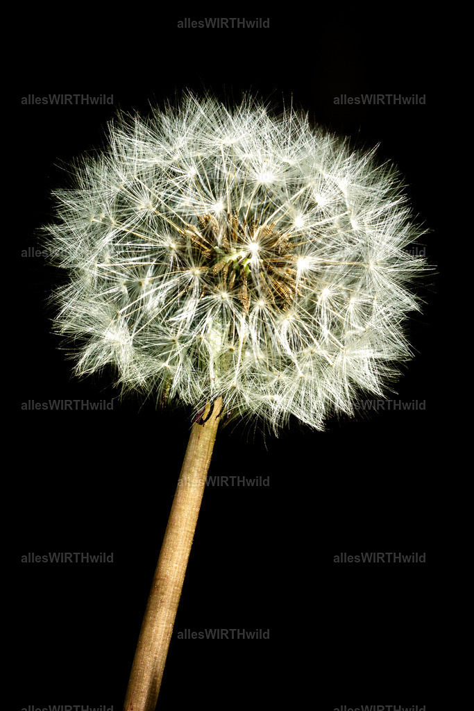 Pfffff | Entdecke die faszinierende Welt der Natur- und Wildlife-Fotografie von Daniel und Bärbel. Inspirierende Bilder von wilden Tieren und kleinen Naturwundern.