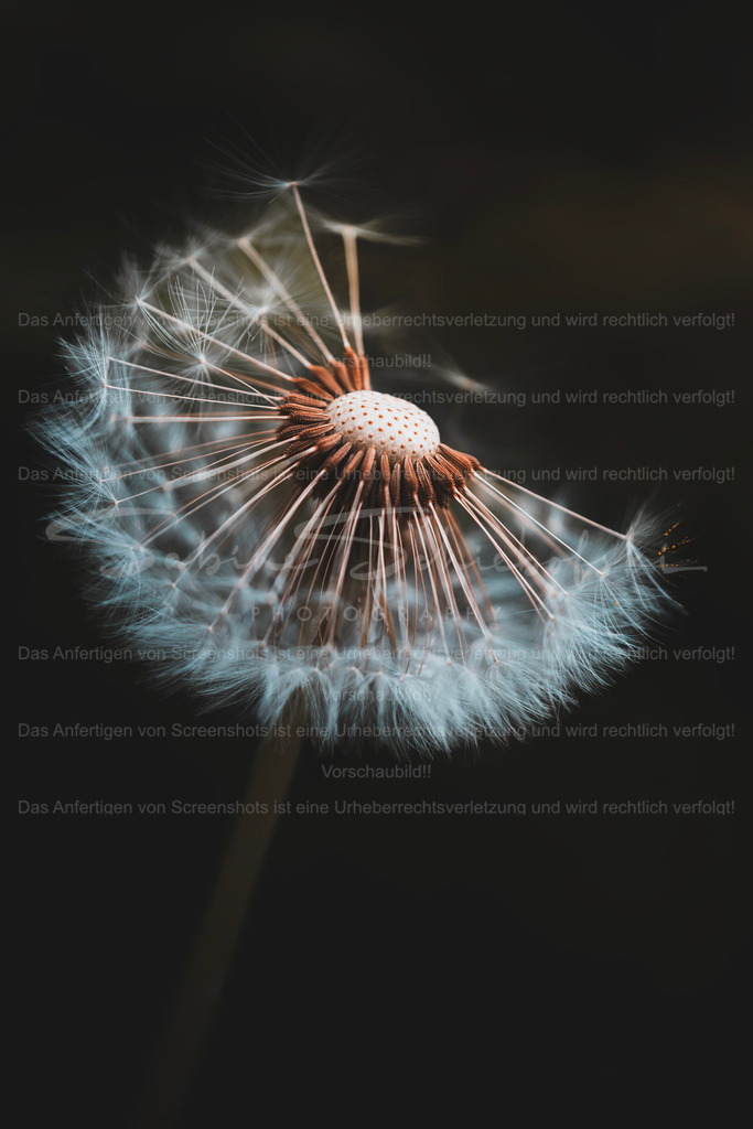 Pusteblume_10.05.2026_DSCF3038 | People- und Tierfotografie, Imageaufnahmen, Veranstaltungsfotografie und Wandbilder aus der Natur ★ Made in Germany ✔️ Druck + Downloads ✔️ Naturfotografie in Top Qualität ★ schneller Versand, weltweite Lieferung! - Realisiert mit Pictrs.com