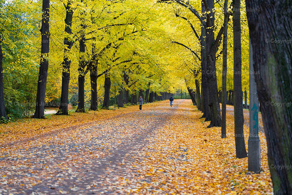 Clara Park | Der Clara-Zetkin-Park in Leipzig ist ein beliebter Ort für Natur, Sport und Erholung – perfekt für Spaziergänge, Jogging und entspannte Stunden im Grünen. - Realisiert mit Pictrs.com