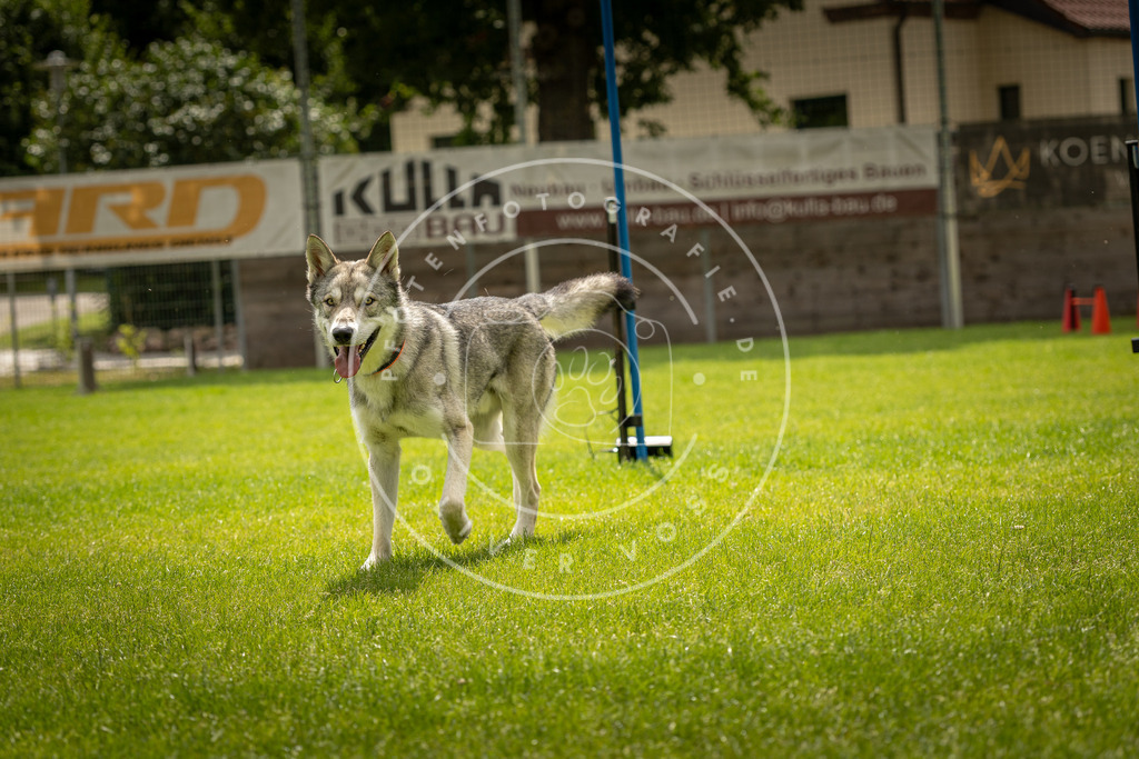 Pfotenfotografie_DV3A2464 | Hundefotografie, Tierfotograf, Pfotenfotografie, Fotoshooting Hund, Hunde Portrait, Hundesport, Hundeportraits, Heideshooting, Hunde, Sportfotograf, Hundefotograf, Turnierhundsport, THS,  - Realisiert mit Pictrs.com
