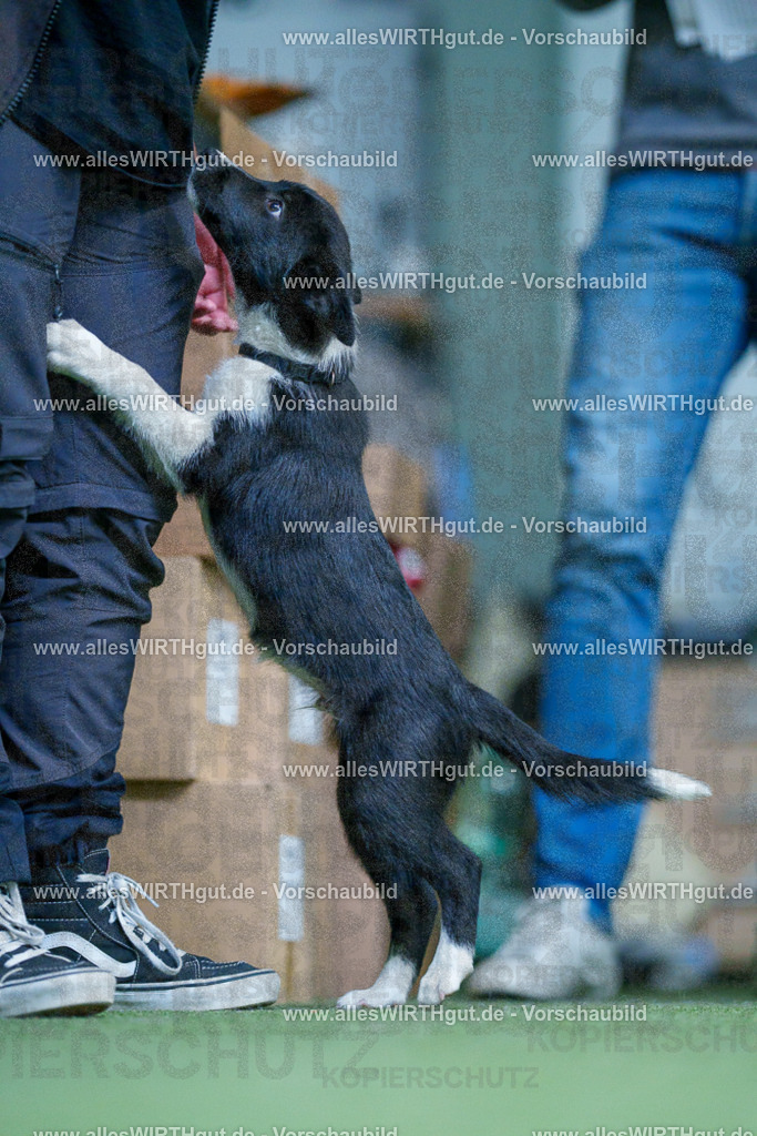 @allesWIRTHgut_Tierfotografie - www.allesWIRTHgut.de - 2604251310-7R503620 | Professionelle Tierfotografie in Mönchengladbach von Daniel Wirth (allesWIRTHgut). Liebevolle & natürliche Bilder von Hunden & Katzen für unvergessliche Erinnerungen.