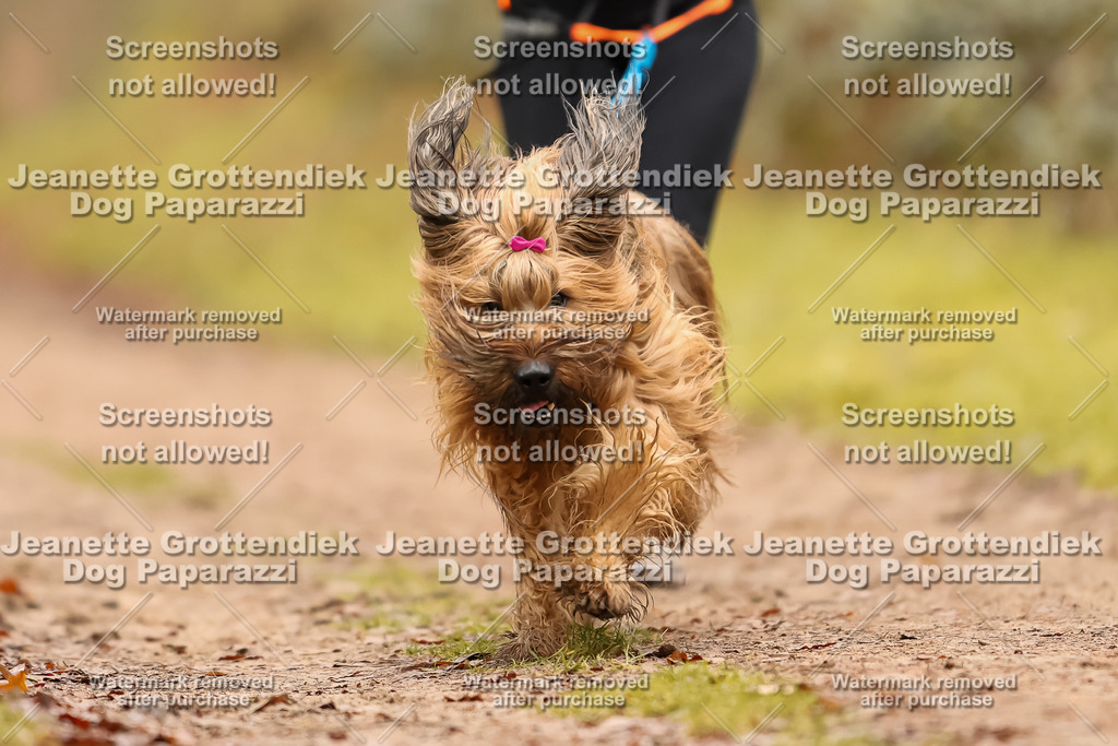 Dog Paparazzi - Speedhunter Mannheim  2025-174 | Dog Paparazzi Jeanette Grottendiek Fotografie & Videografie