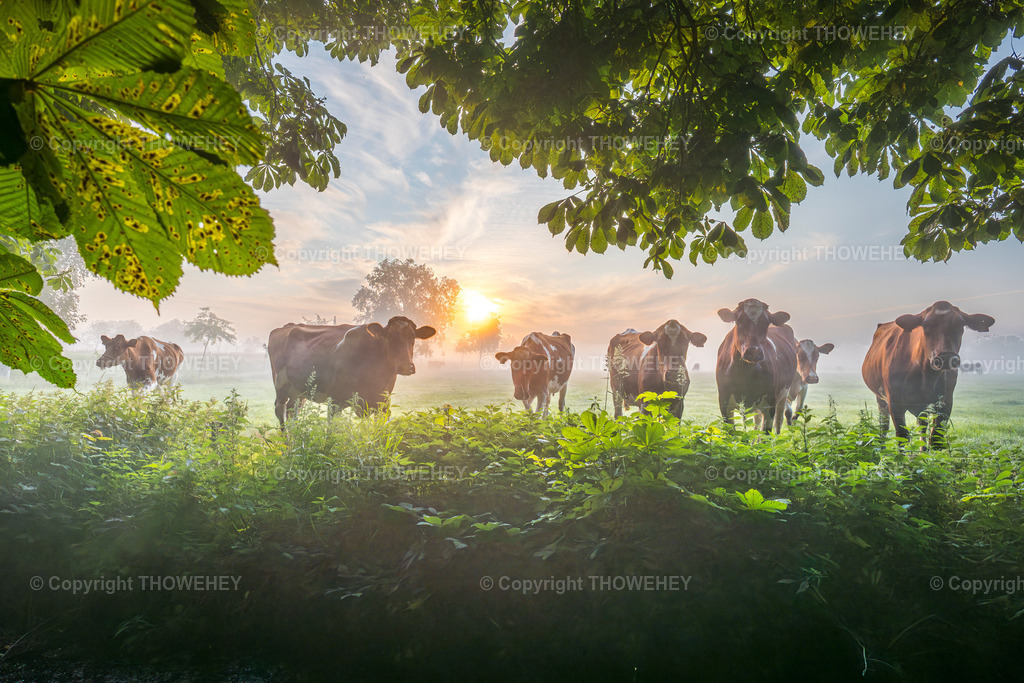 _1134234 | thowehey - Realisiert mit Pictrs.com