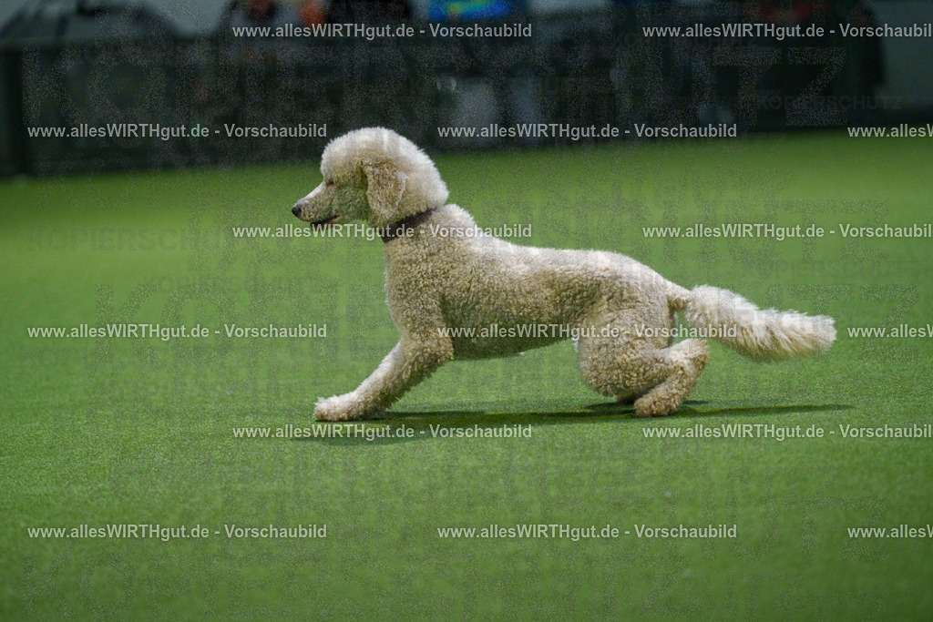 7R509924 | Professionelle Tierfotografie in Mönchengladbach von Daniel Wirth (allesWIRTHgut). Liebevolle & natürliche Bilder von Hunden & Katzen für unvergessliche Erinnerungen.