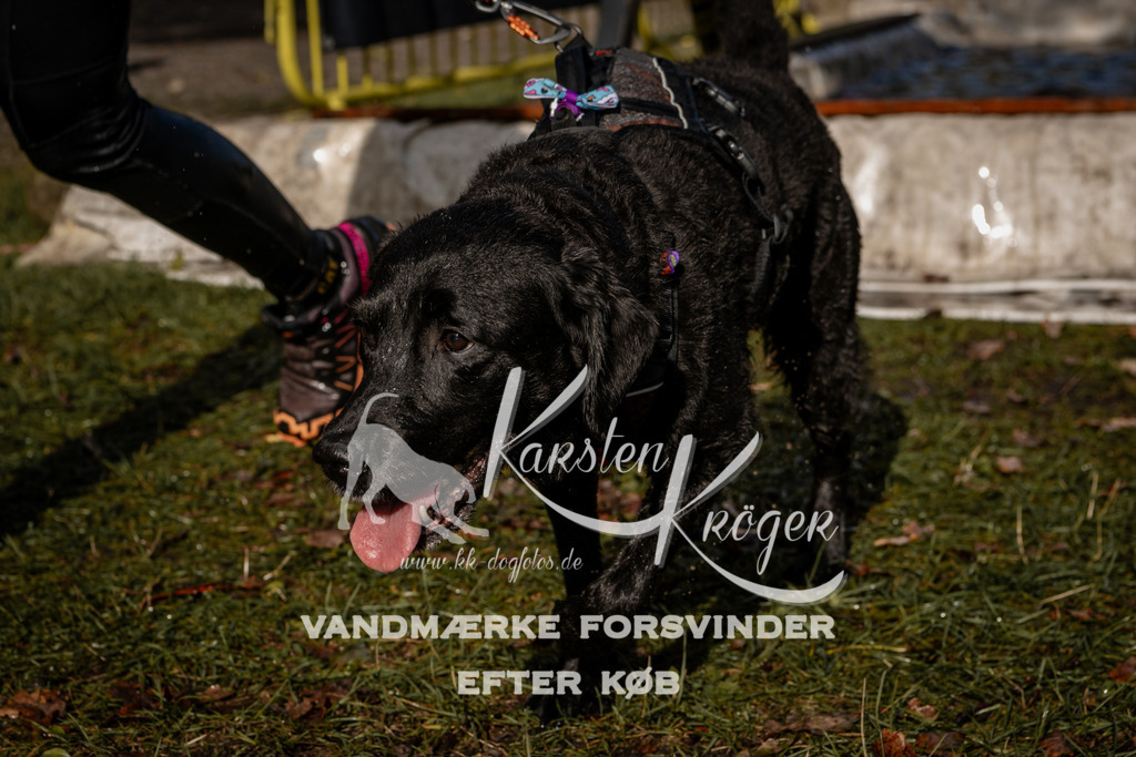 1310_ZZ92094 | kk-dogfotos