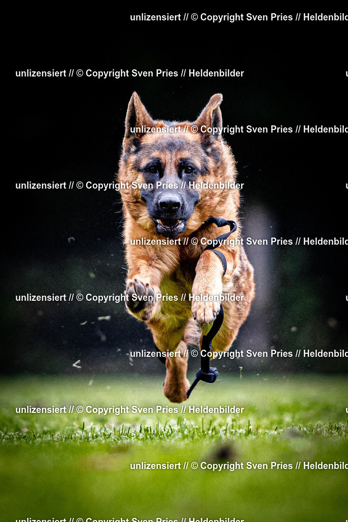 Sven Pries | 2025-10-03 - Hunderennen Obergrombach - Realisiert mit Pictrs.com