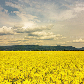 Rapsfeld