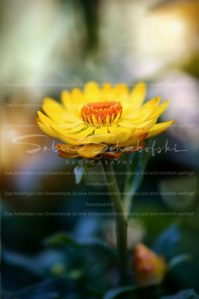 Wandbild Strohblume | People- und Tierfotografie, Imageaufnahmen, Veranstaltungsfotografie und Wandbilder aus der Natur ★ Made in Germany ✔️ Druck + Downloads ✔️ Naturfotografie in Top Qualität ★ schneller Versand, weltweite Lieferung! - Realisiert mit Pictrs.com