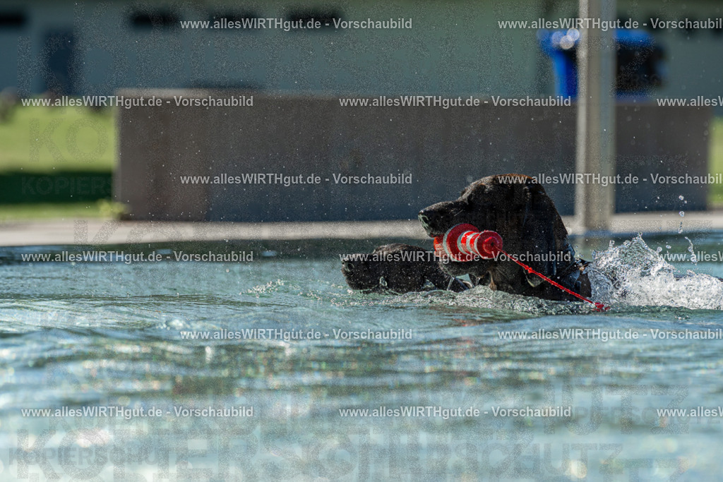 Hundeschwimmen_Volksbad_2026-allesWIRTHgut_Tierfotografie-2609061031-094138-7R508950 | Professionelle Tierfotografie in Mönchengladbach von Daniel Wirth (allesWIRTHgut). Liebevolle & natürliche Bilder von Hunden & Katzen für unvergessliche Erinnerungen.